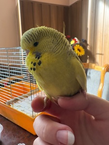 Виставковий хвилястий папуга