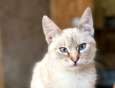 Кошеня Йоша