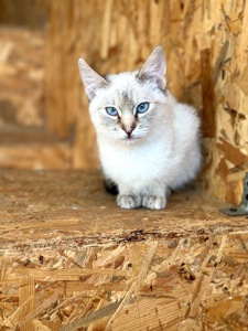 Кошеня Йоша