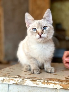 Кошеня Йоша