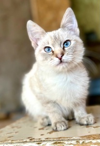 Кошеня Йоша