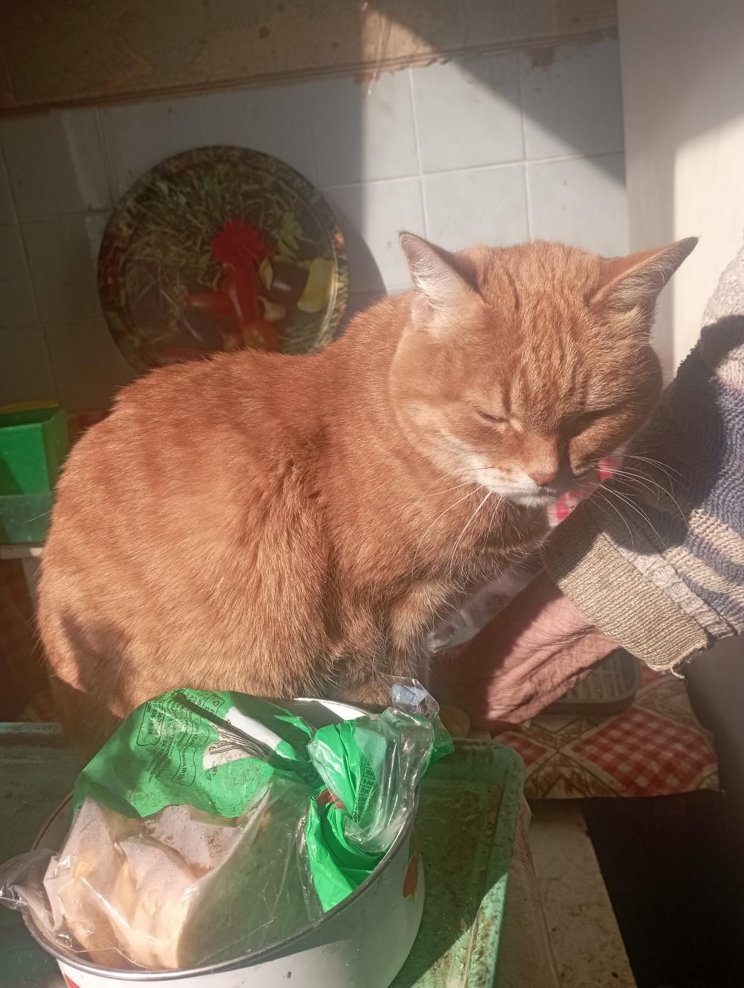 Прошу забрать старенькую кошечку в добрые руки, отблагодарю финансово