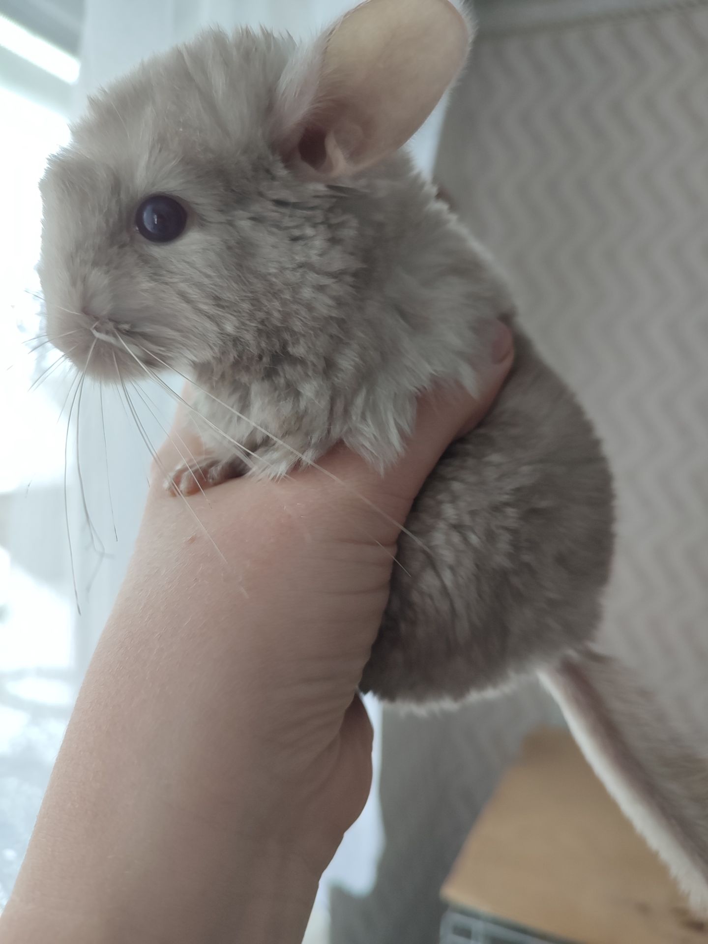 Пухнасті малята