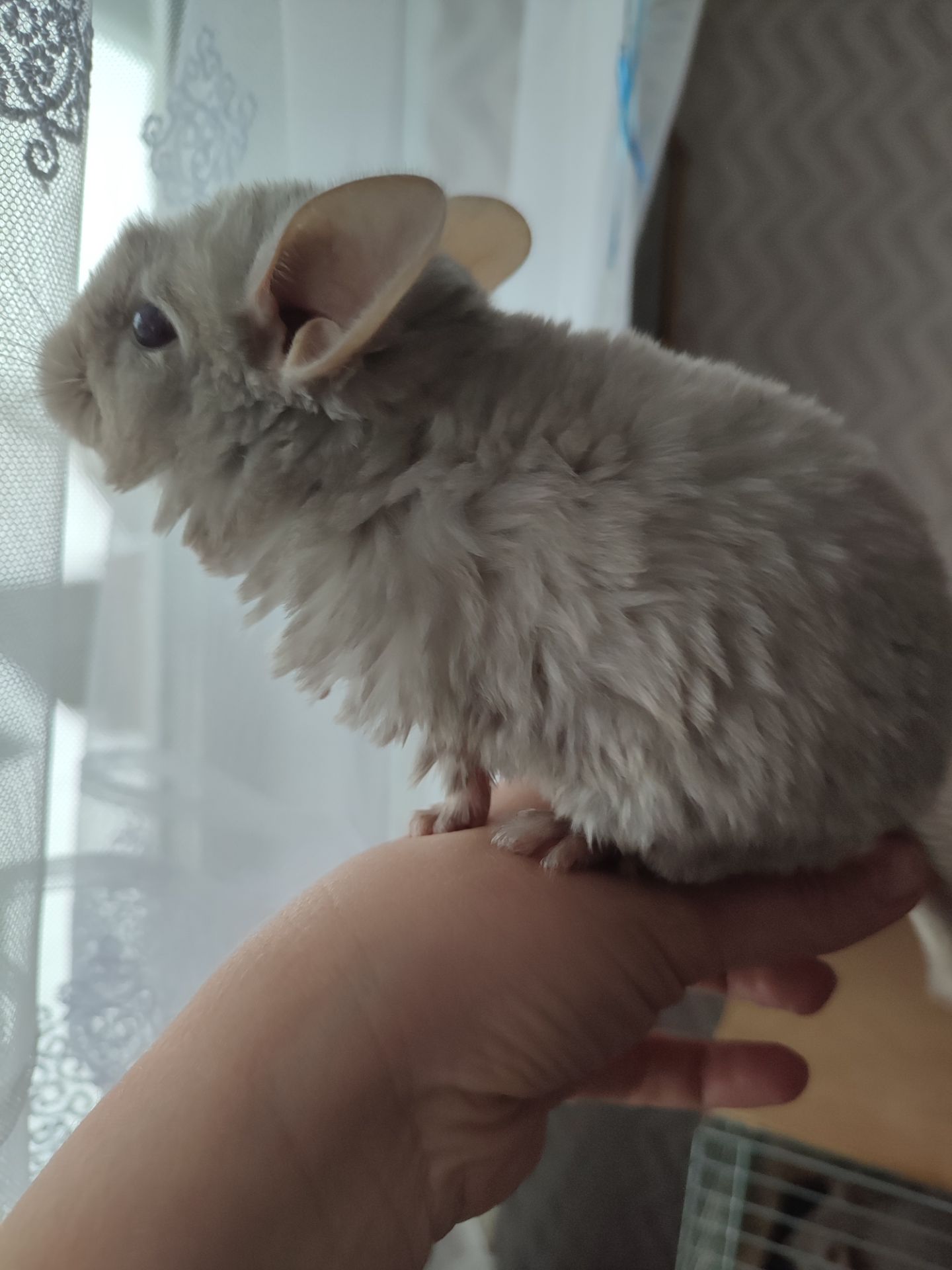 Пухнасті малята