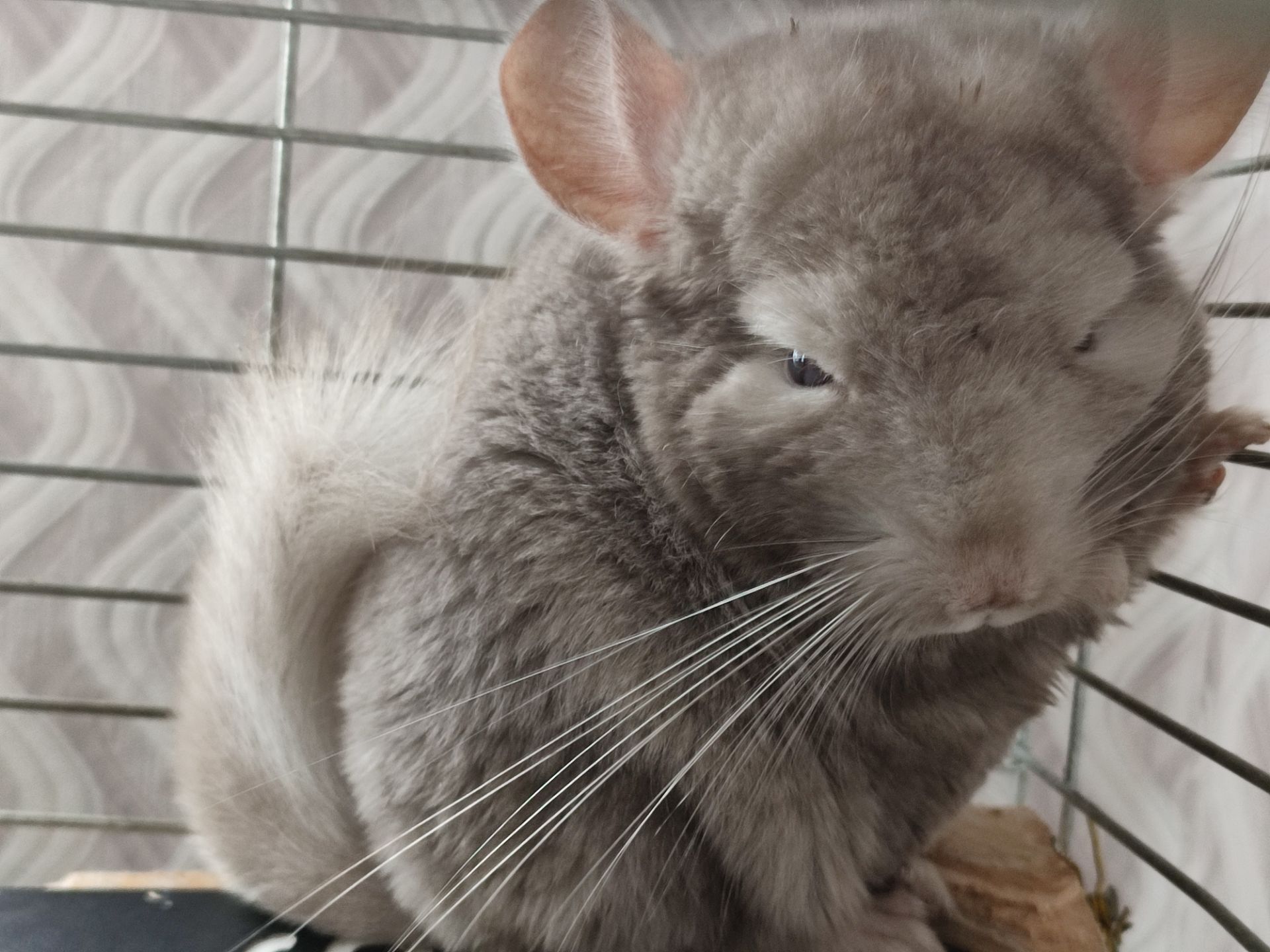 Світло- сіра шиншила