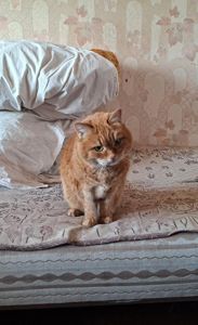 Прошу забрать старенькую кошечку в добрые руки, отблагодарю финансово