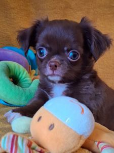 Цуценя чихуахуа хлопчик