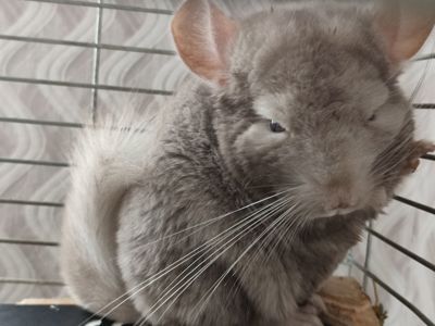 Світло- сіра шиншила