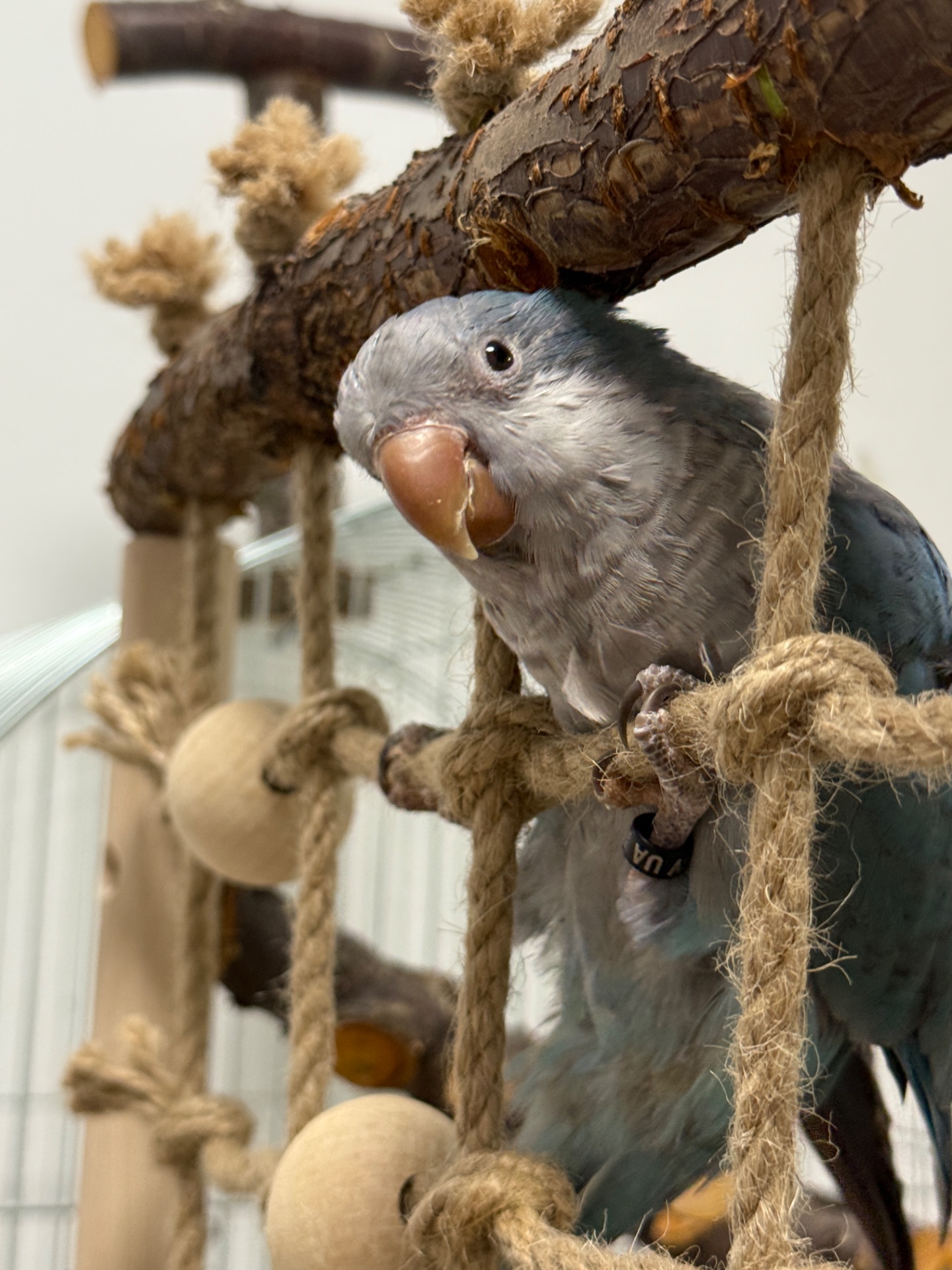 Попугай каліта монах