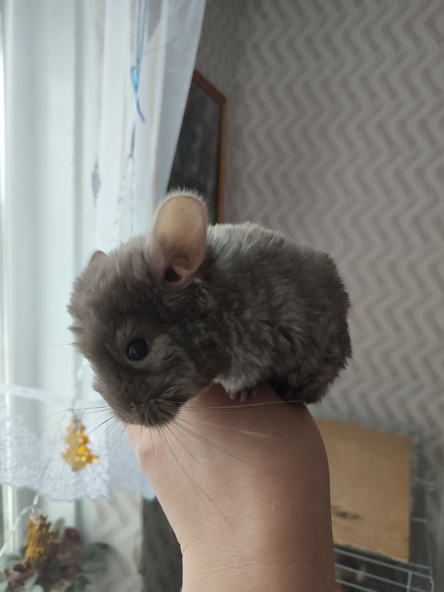 Пухнасті малята