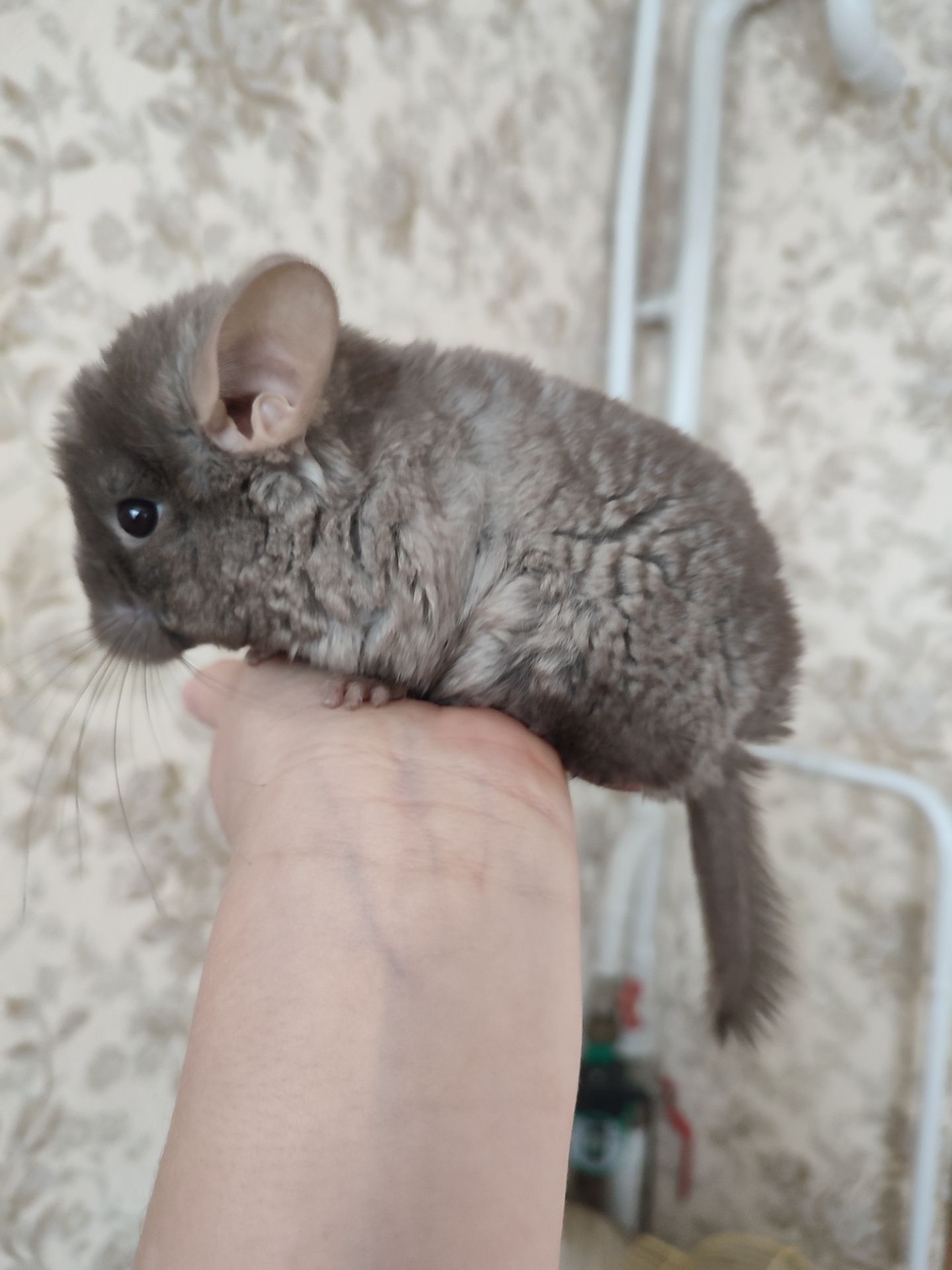 Пухнасті малята