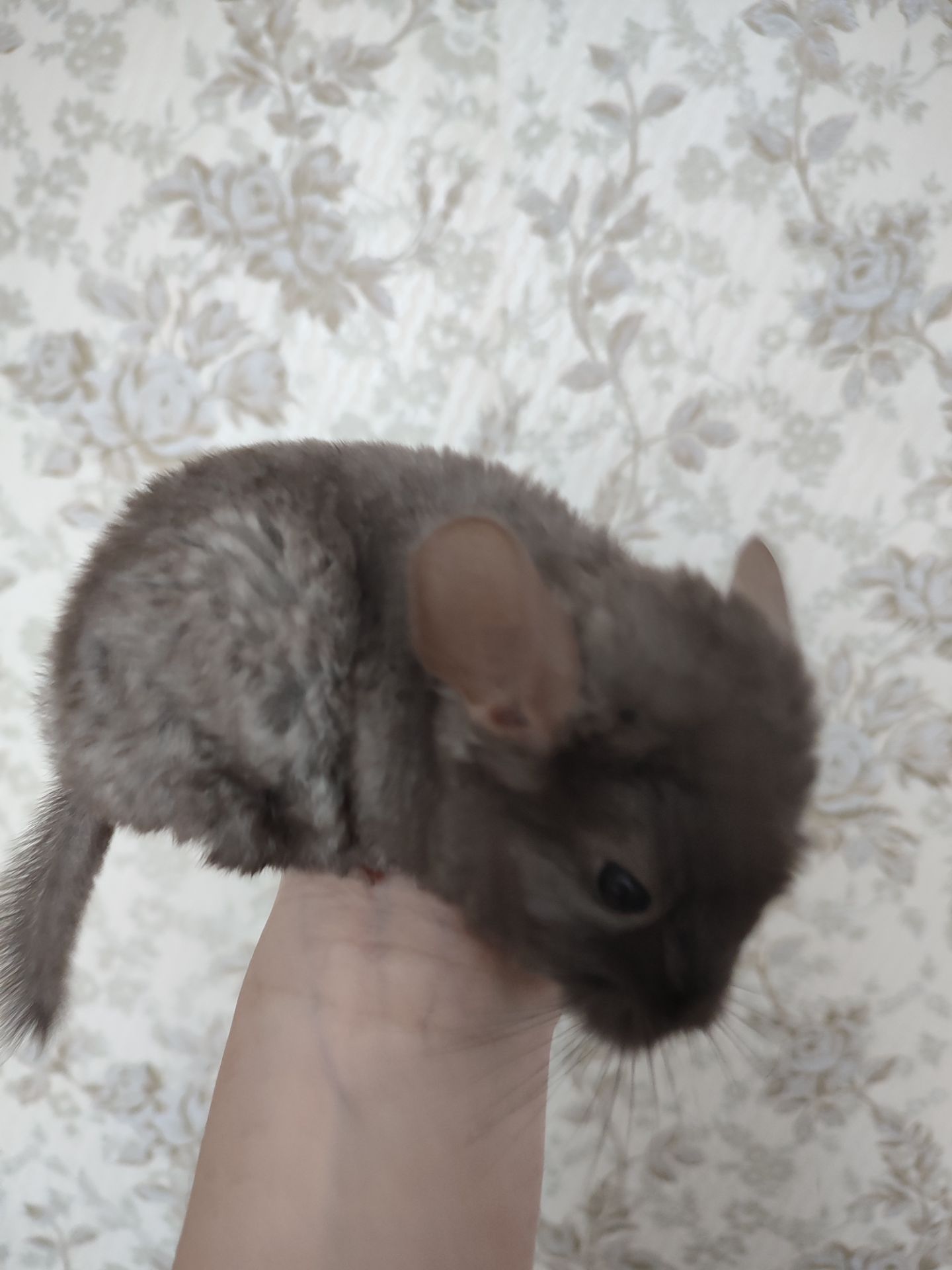 Пухнасті малята