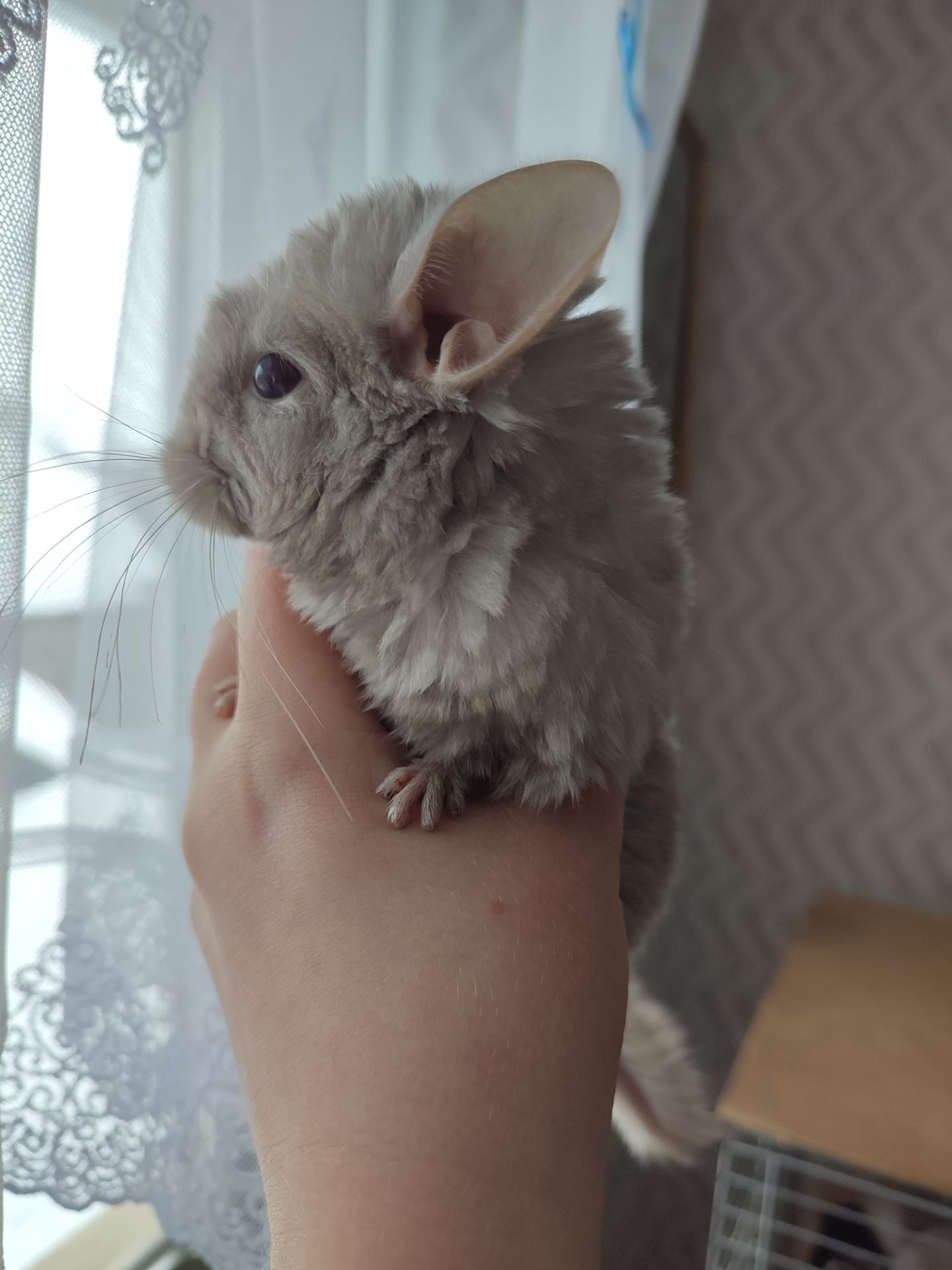 Пухнасті малята