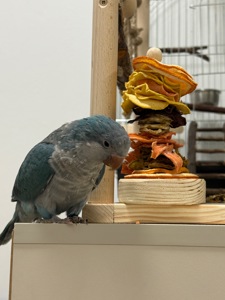 Попугай каліта монах