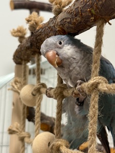 Попугай каліта монах