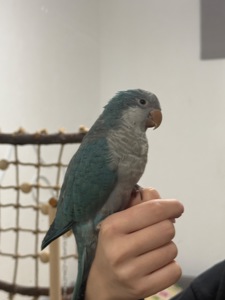 Попугай каліта монах