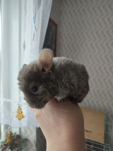 Пухнасті малята