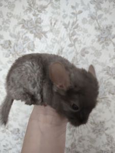 Пухнасті малята