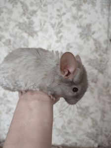 Пухнасті малята