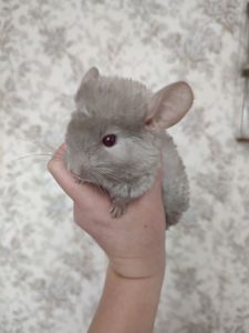 Пухнасті малята