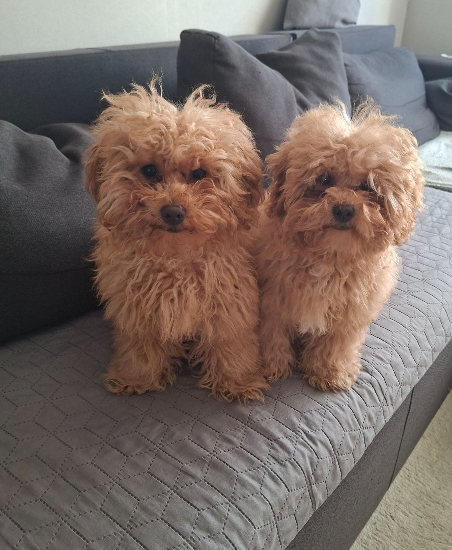 Цуценята мальтіпу