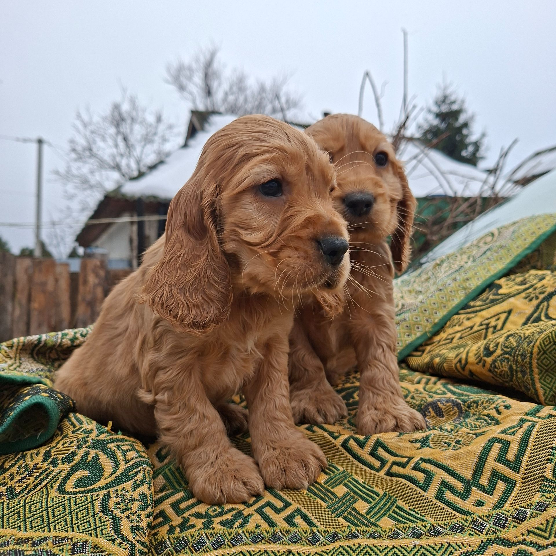 Английский кокер спаниель