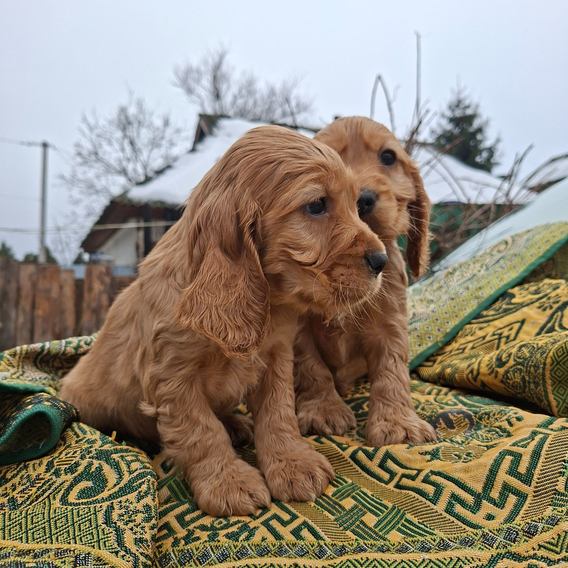 Английский кокер спаниель