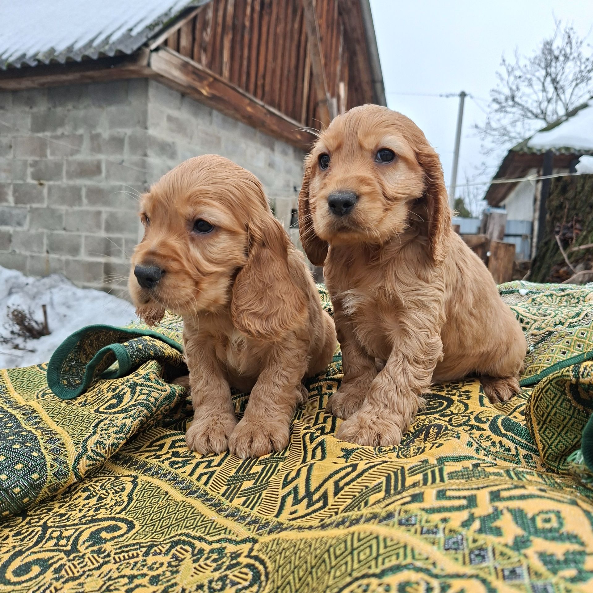 Английский кокер спаниель