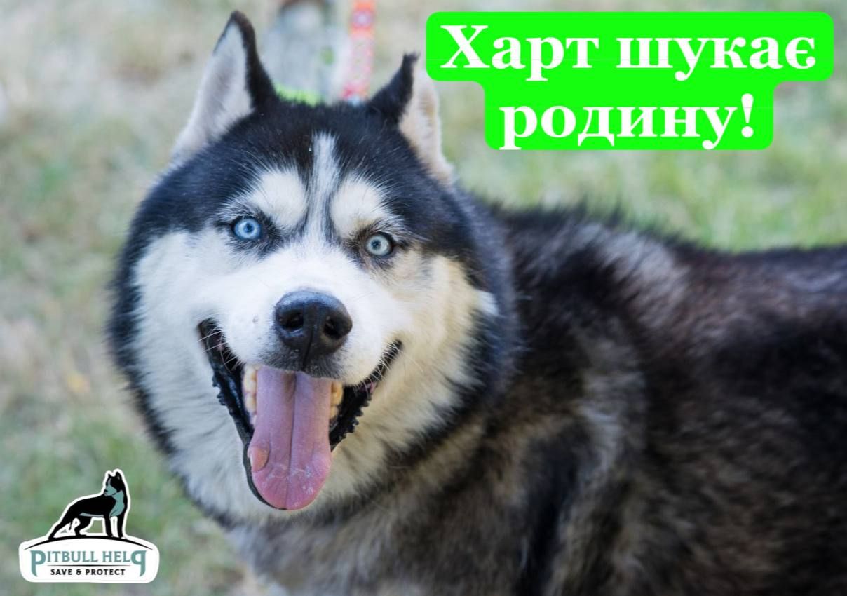 Харт шукає родину