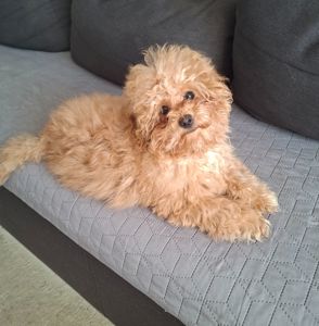 Цуценята мальтіпу