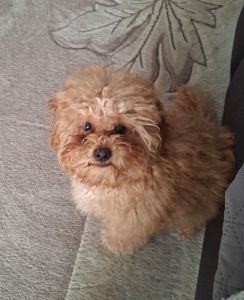 Цуценята мальтіпу