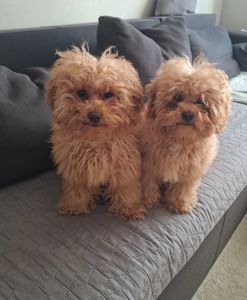 Цуценята мальтіпу