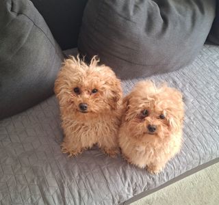 Цуценята мальтіпу