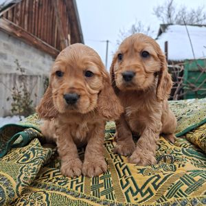 Английский кокер спаниель