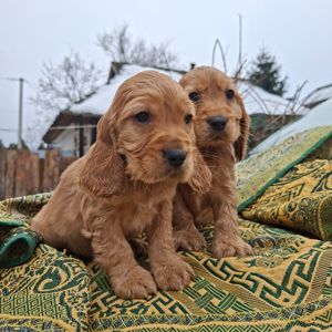 Английский кокер спаниель