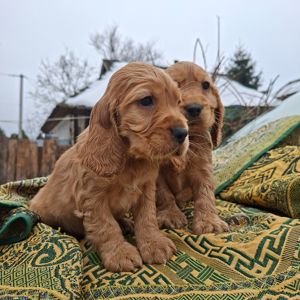 Английский кокер спаниель