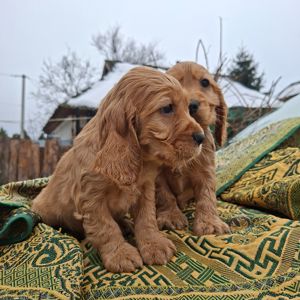 Английский кокер спаниель