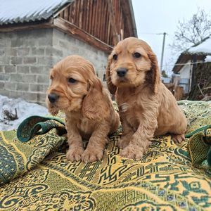 Английский кокер спаниель