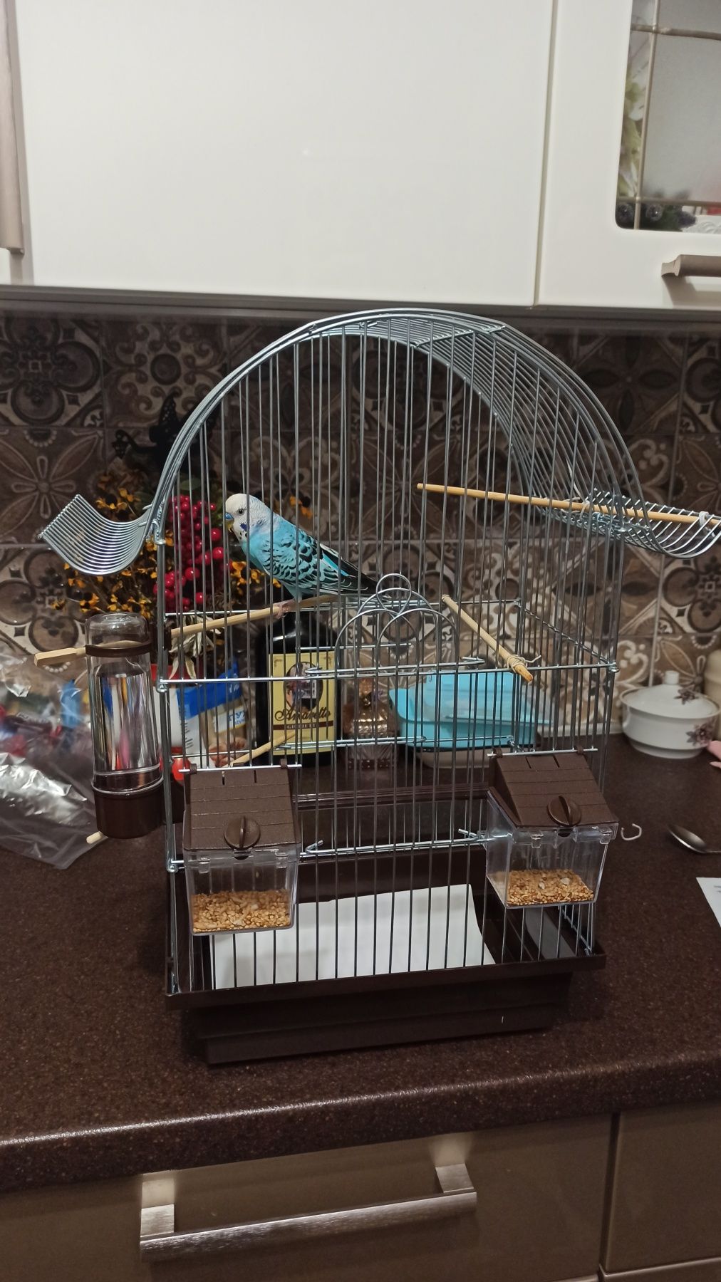 Хвилястий папуга з кліткою