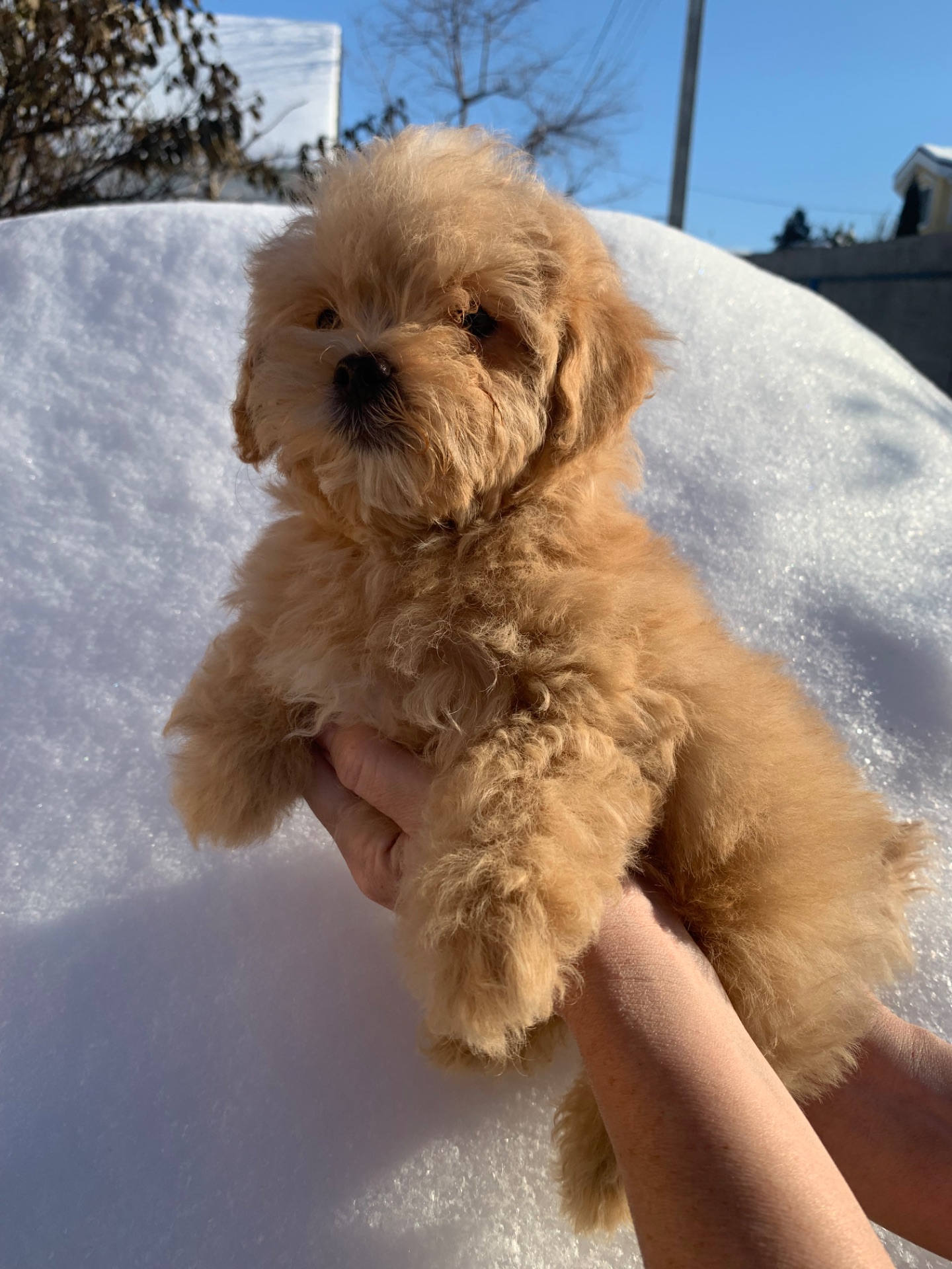 Цуценята мальтіпу f1