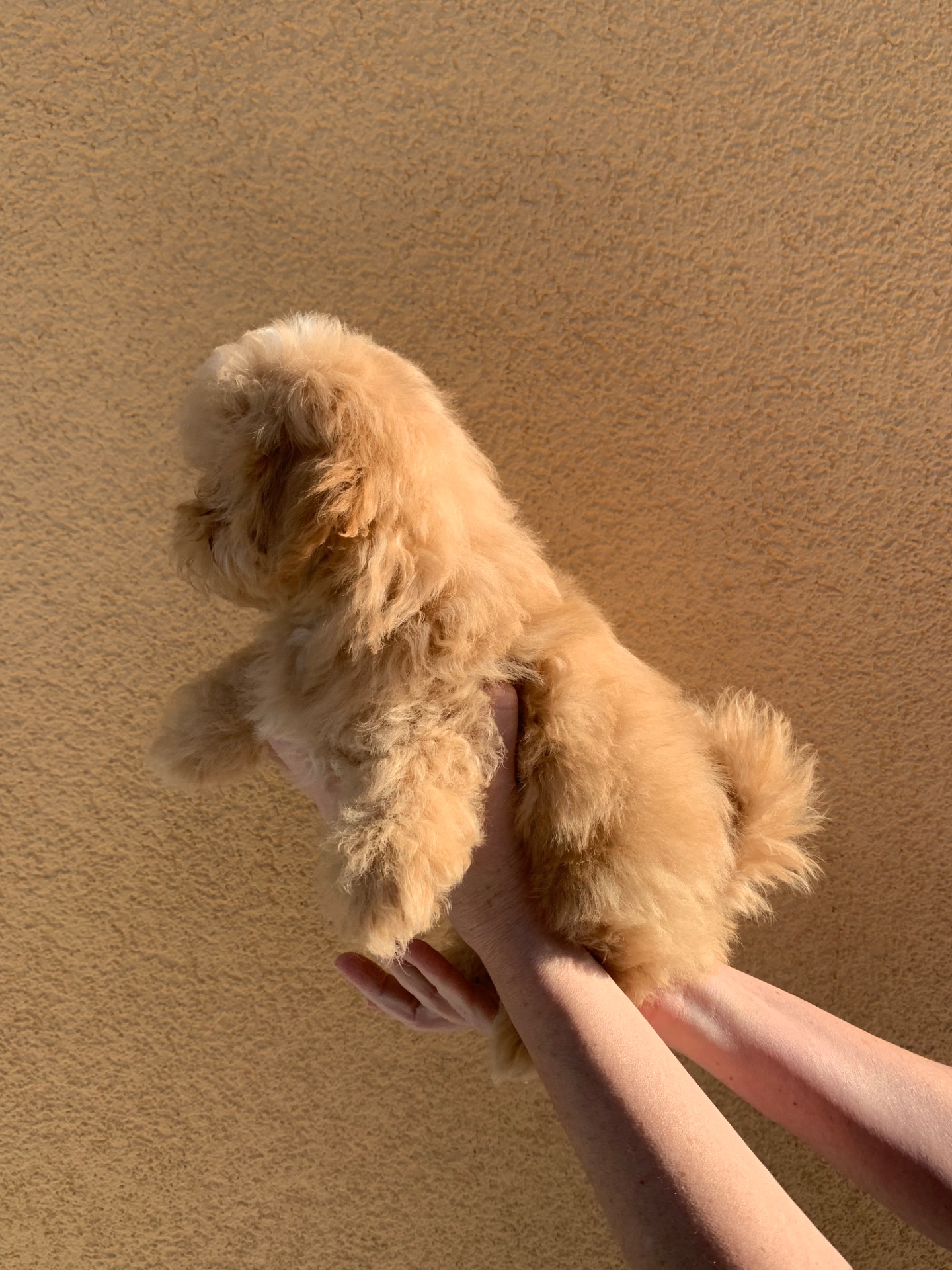 Цуценята мальтіпу f1