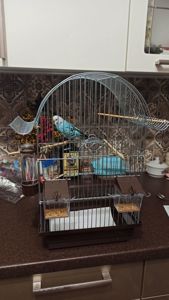 Хвилястий папуга з кліткою