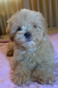 Цуценята мальтіпу f1