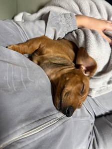 Руда дівчинка шукає сімʼю