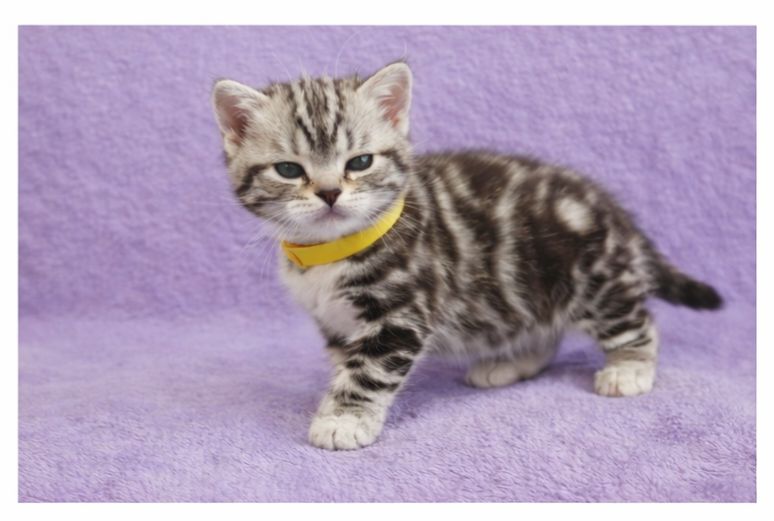 Американська короткошерста. Дівчата. Раннє бронювання