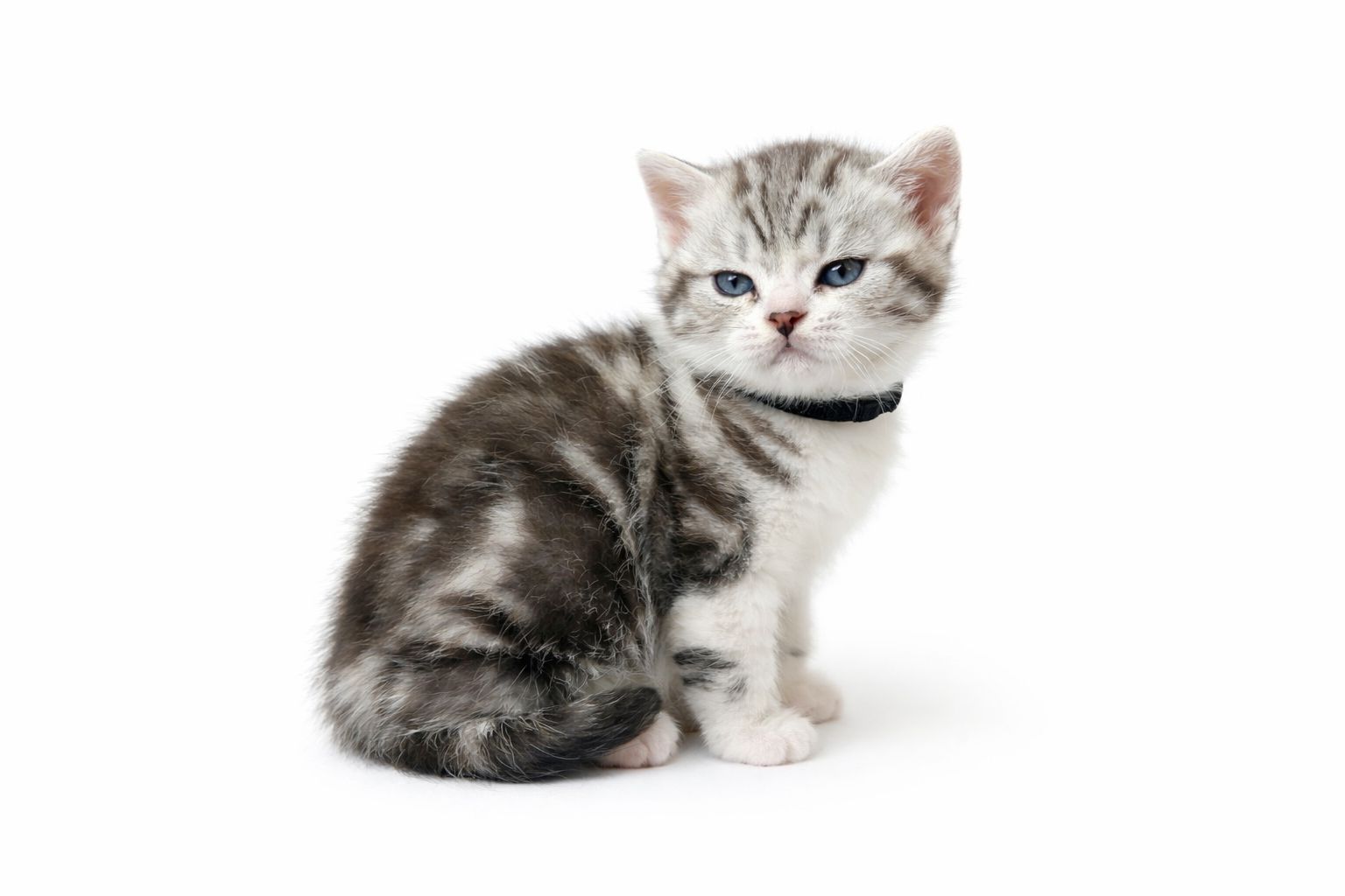 Американська короткошерста. Дівчата. Раннє бронювання