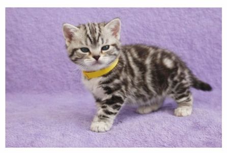 Американська короткошерста. Дівчата. Раннє бронювання