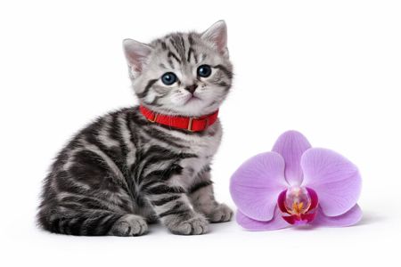 Американська короткошерста. Дівчата. Раннє бронювання