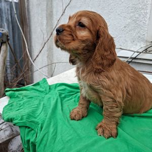 Кокер спаниель английский