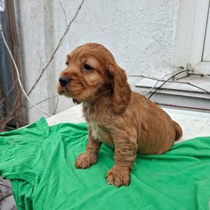 Кокер спаниель английский